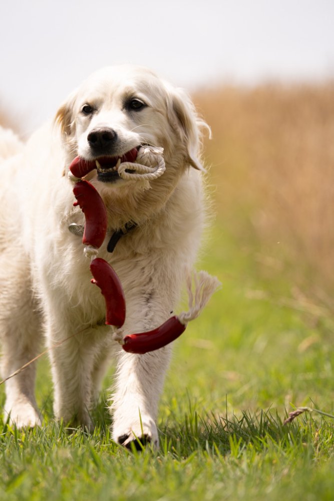 Sausage on a Rope Dog Toy Cloud Nine Stores