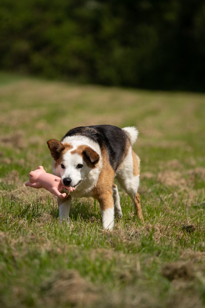 Latex Lounging Pig Dog Toy Cloud Nine Stores