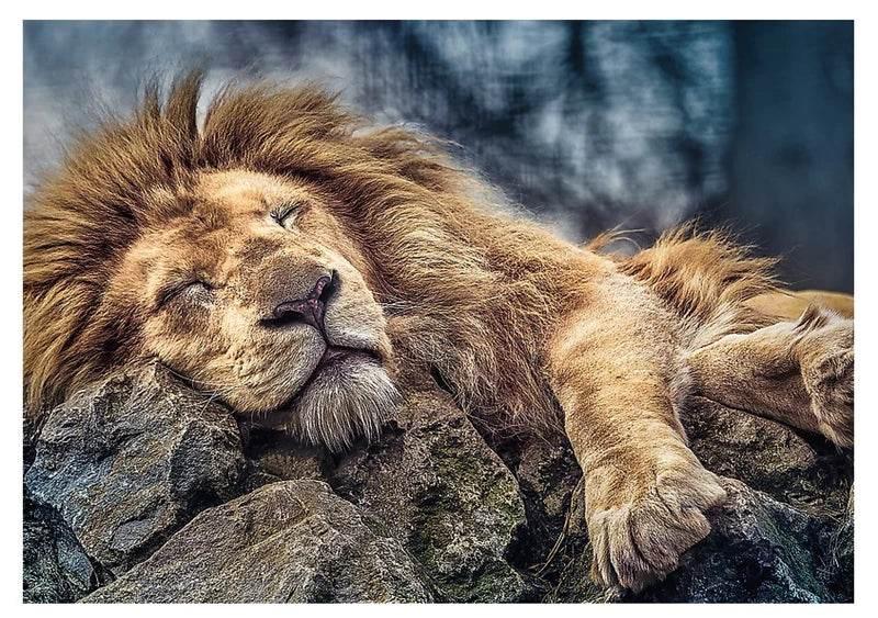 Trefl (10447) - "Sleeping Lion" - 1000 pieces puzzle - Cloud Nine Stores
