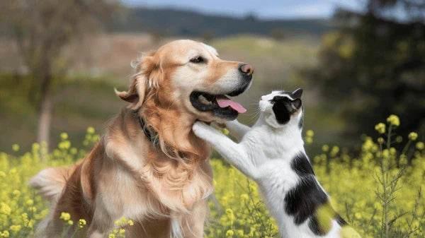 Dog & Cat Toys - Cloud Nine Stores