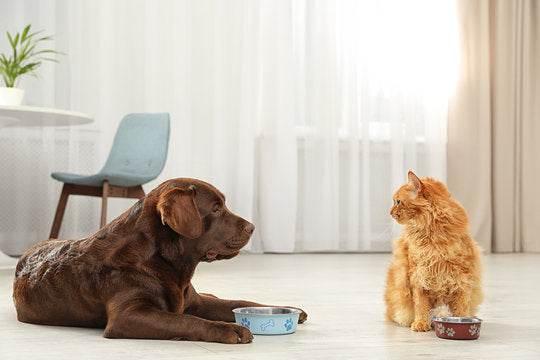 Dog & Cat Feeders & Accessories - Cloud Nine Stores