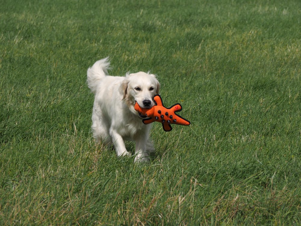 Seriously Strong Nobbly Crocodile Dog Toy Cloud Nine Stores