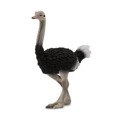 Ostrich - CollectA - Cloud Nine Stores