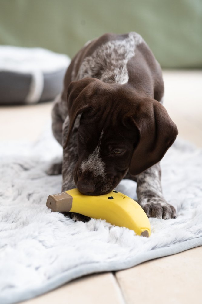 Foodie Faces Latex Banana Dog Toy SML