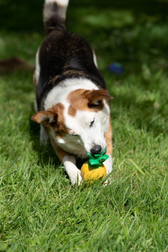 Greenfingers Latex Perry Pineapple Dog Toy