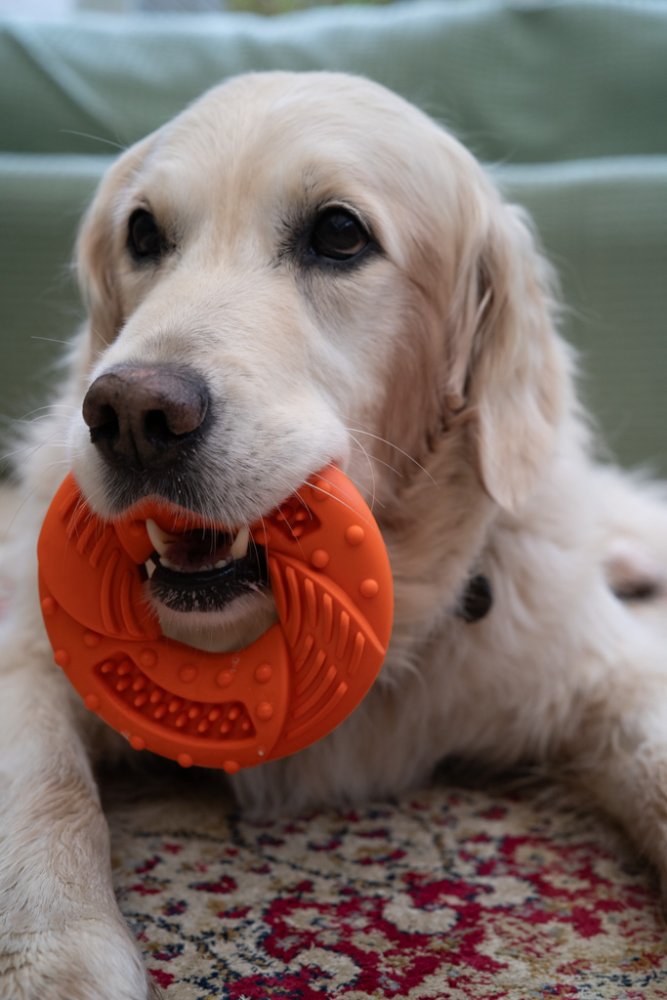 Seriously Strong Rubber Ring Dog Toy Cloud Nine Stores