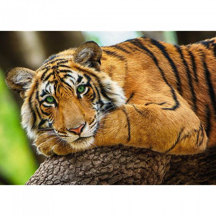 Trefl Tiger Portrait 500pc - Cloud Nine Stores