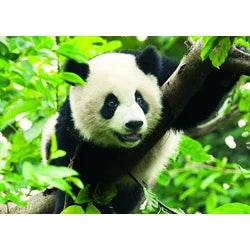 Trefl (37142) - "Giant Panda" - 500 pieces puzzle - Cloud Nine Stores